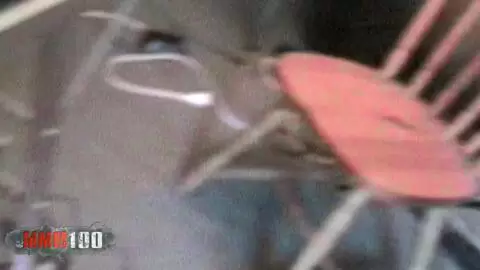 POV La flaca morena francesa Alys Rebel es follada duro photo 05