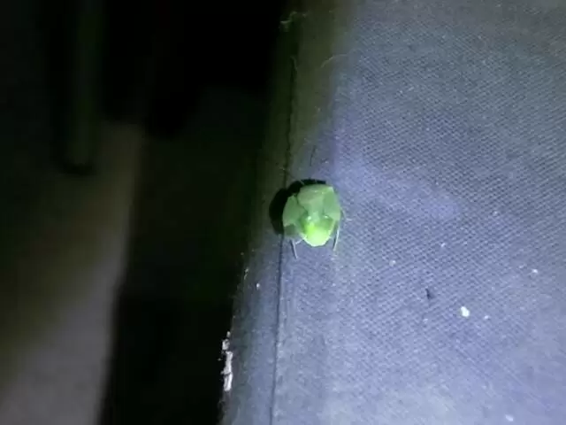 Allya conoce a un insecto verde y ¡no se lo puede quitar de la cabeza!
 photo 3