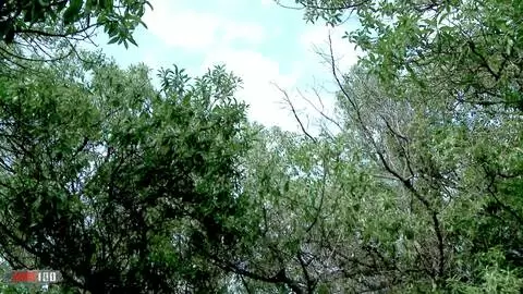  Dos amigas mean juntas en un bosque photo 16