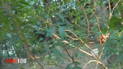 Un voyeur graba a un tío recibiendo una mamada en el bosque. photo 3